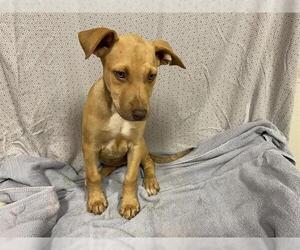 Unknown-Vizsla Mix Dogs for adoption in Modesto, CA, USA