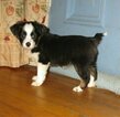 Small Photo #1 Australian Shepherd Puppy For Sale in CAMPBELL, MN, USA