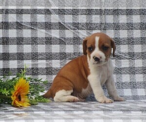 Beabull-Beagle Mix Puppy for sale in FREDERICKSBG, OH, USA