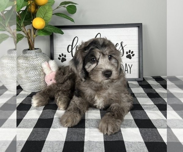 Medium Photo #2 Bernedoodle (Miniature) Puppy For Sale in FRANKLIN, IN, USA