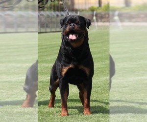 Father of the Rottweiler puppies born on 02/26/2021
