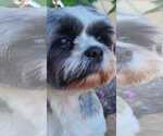 Small #1 Shih Tzu