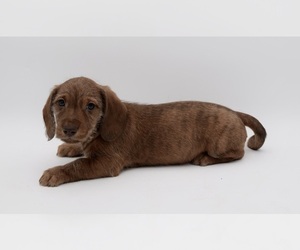 Dachshund Puppy for Sale in SUMNER, Texas USA