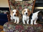 Small Photo #1 Bagle Hound Puppy For Sale in STONY POINT, NC, USA