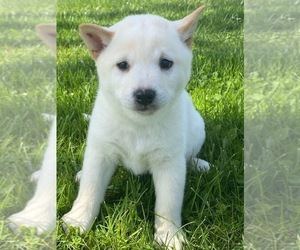 Shiba Inu Puppy for sale in CANOGA, NY, USA