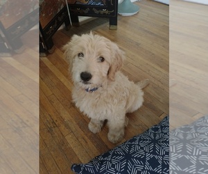 Goldendoodle Puppy for sale in HAVRE, MT, USA