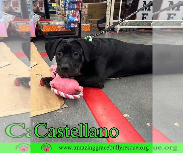 Medium Photo #9 Rottweiler-American Pit Bull Terrier Puppy For Sale in Pensacola, FL, USA