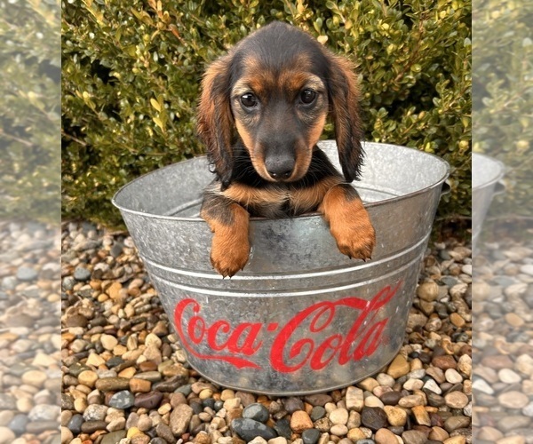 Medium Photo #4 Dachshund Puppy For Sale in MIDDLEBURY, IN, USA