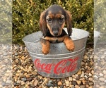 Small #3 Dachshund