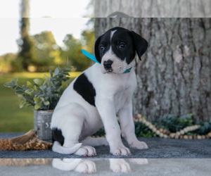 Medium Great Dane