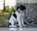 Puppy Arrow Great Dane