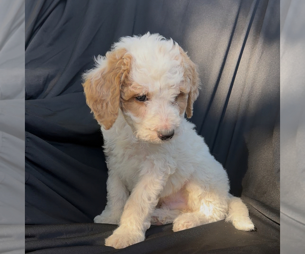 Medium Photo #2 Cavapoo-Goldendoodle Mix Puppy For Sale in KALAMAZOO, MI, USA