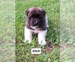 Small Photo #3 Akita Puppy For Sale in ELLINGTON, MO, USA