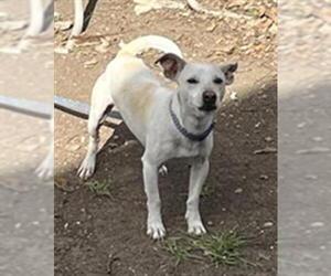 Chihuahua Dogs for adoption in San Antonio, TX, USA