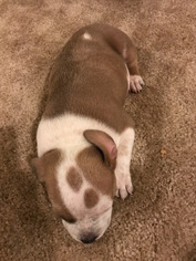 American Pit Bull Terrier Puppy for sale in LEESBURG, VA, USA