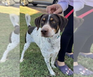 Bluetick Coonhound-German Wirehaired Pointer Mix Dogs for adoption in San Diego, CA, USA