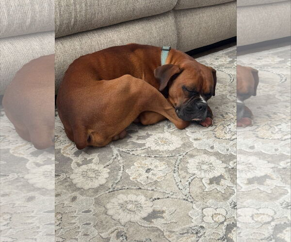 Medium Photo #2 Boxer Puppy For Sale in  Katy, TX, USA