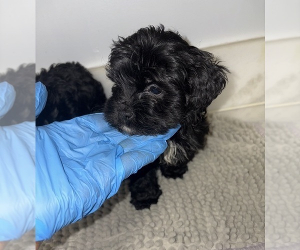 Medium Photo #1 Maltipoo (Toy) Puppy For Sale in BURLINGAME, CA, USA