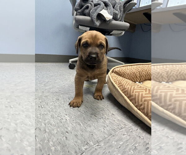 Medium Photo #4 Doberman Pinscher Puppy For Sale in Evansville, IN, USA