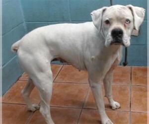 Boxer Dogs for adoption in Downey, CA, USA