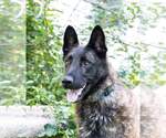 Small #1 Dutch Shepherd -German Shepherd Dog Mix