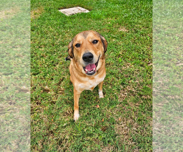 Medium Photo #5 Aussiedor Puppy For Sale in McKinney, TX, USA