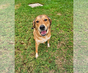 Eevee - Female Aussiedor Dog for Adoption - Photo #5