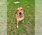 Small Photo #5 Aussiedor Puppy For Sale in McKinney, TX, USA