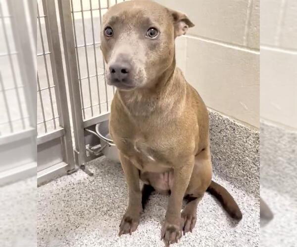 Medium Photo #2 American Pit Bull Terrier-Unknown Mix Puppy For Sale in Houston, TX, USA