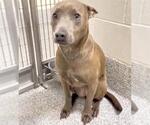 Small #1 American Pit Bull Terrier Mix