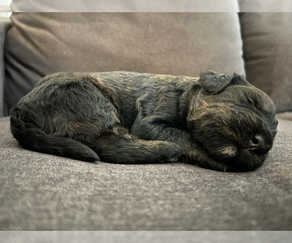 Medium Photo #2 Bernedoodle Puppy For Sale in GILBERT, AZ, USA