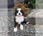 Image preview for Ad Listing. Nickname: Bobo