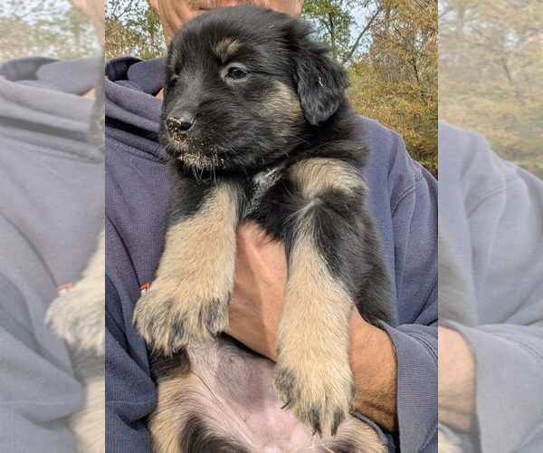 Medium Photo #1 German Shepherd Dog-Unknown Mix Puppy For Sale in Oak Bluffs, MA, USA