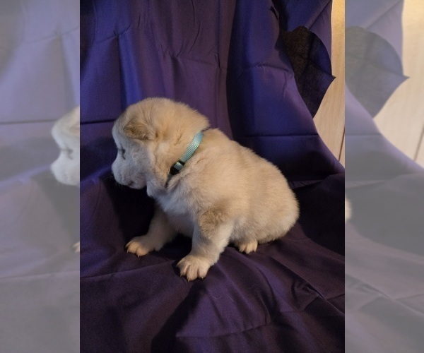Medium Photo #10 Alaskan Malamute Puppy For Sale in CRIVITZ, WI, USA