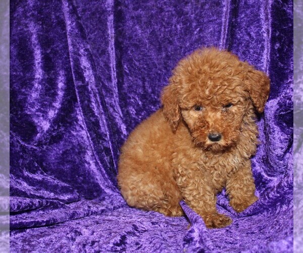 Medium Photo #2 Goldendoodle (Miniature) Puppy For Sale in BLOOMINGTON, IN, USA