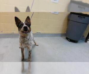 Mutt Dogs for adoption in Tulsa, OK, USA