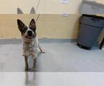 Small Mutt