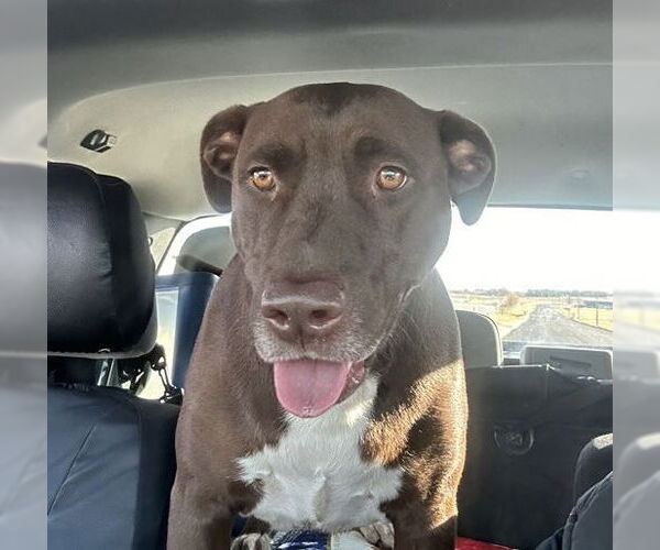 Medium Photo #9 Chocolate Labrador retriever-Unknown Mix Puppy For Sale in Wakefield, RI, USA
