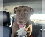 Small #8 Chocolate Labrador retriever Mix