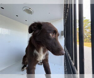 Labrador Retriever-Unknown Mix Dogs for adoption in Augusta, GA, USA