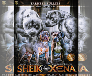 American Bully Litter for sale in BEULAVILLE, NC, USA