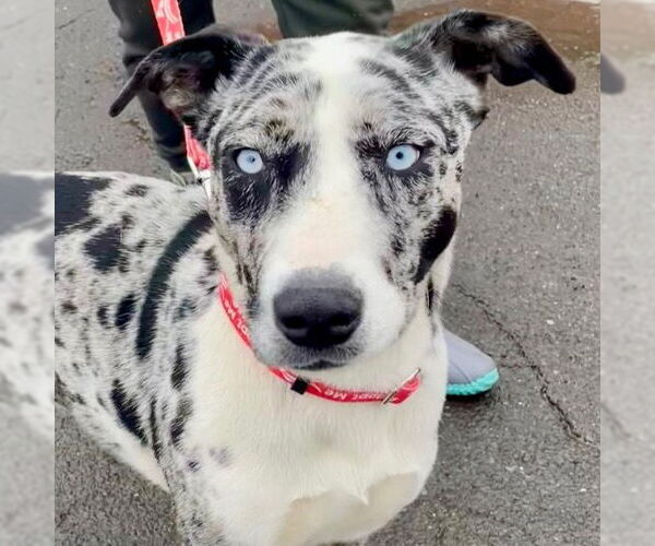 Medium Photo #2 Catahoula Leopard Dog-Unknown Mix Puppy For Sale in Canton, CT, USA