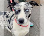 Small Photo #2 Catahoula Leopard Dog-Unknown Mix Puppy For Sale in Canton, CT, USA