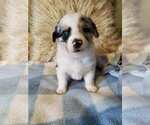 Small Photo #6 Aussie-Corgi Puppy For Sale in BRIGGSDALE, CO, USA