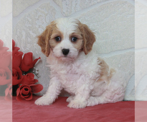 Cavachon Puppy for sale in GORDONVILLE, PA, USA