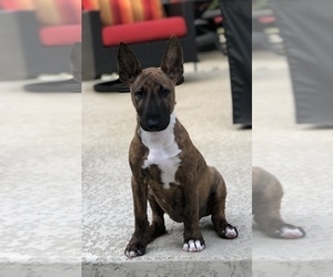 Miniature Bull Terrier Puppy for sale in AUSTIN, TX, USA