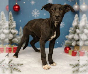 Mutt Dogs for adoption in Royal Palm Beach, FL, USA