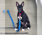 Small #1 Labrador Retriever Mix
