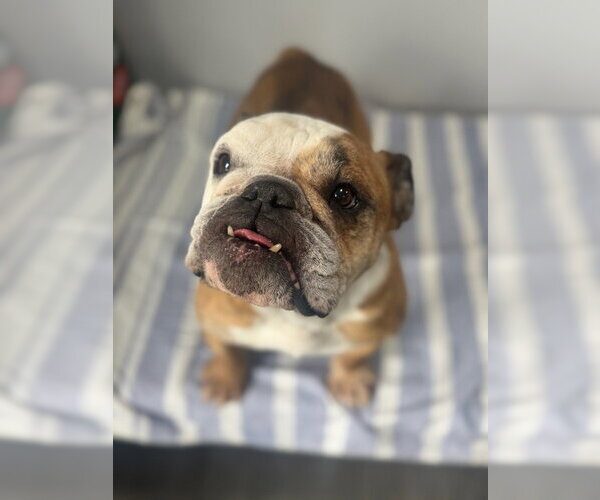 Medium Photo #6 Bulldog Puppy For Sale in Oak Bluffs, MA, USA