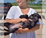 Small #3 Irish Wolfhound Mix